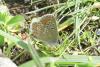 Aricia artaxerxes